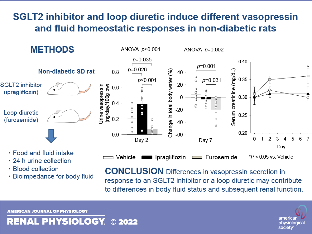 AJPRenal's tweet photo. New #Research- #SGLT2 inhibitor and loop diuretic induce different #vasopressin and fluid homeostatic responses in nondiabetic rats
By: Takahiro Masuda, Ken Ohara, Volker Vallon, and Daisuke Nagata
https://t.co/TOa2pibndj
#AJPRenal #LoopDiuretic https://t.co/G6yREEwziE