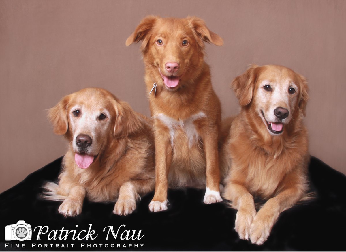MinnesotaDogGuy's tweet photo. Senior dog portraits are my specialty! #dogportraits #petportraits #portraiture #portraits https://t.co/gv3XmWKY0F