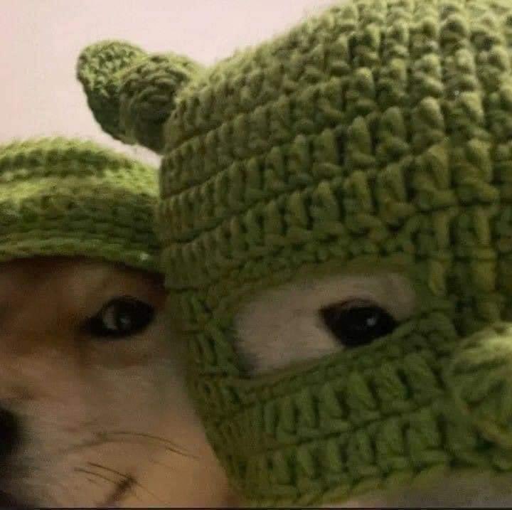 perritos_qctd's tweet photo. Bad boys https://t.co/PnlCc3Fbch