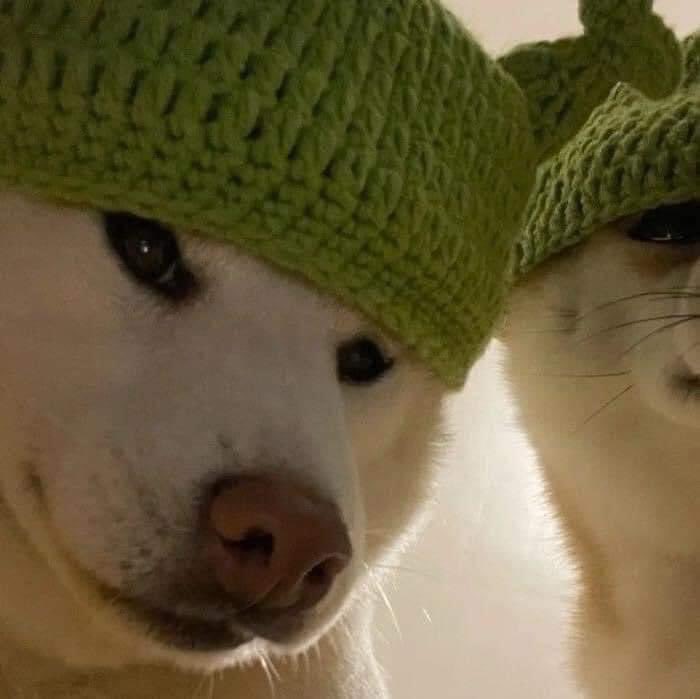perritos_qctd's tweet photo. Bad boys https://t.co/PnlCc3Fbch