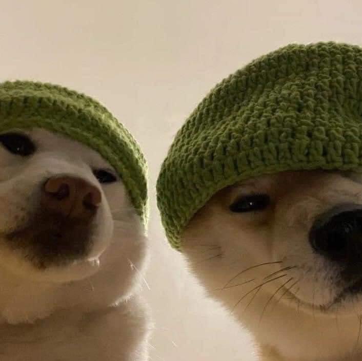 perritos_qctd's tweet photo. Bad boys https://t.co/PnlCc3Fbch