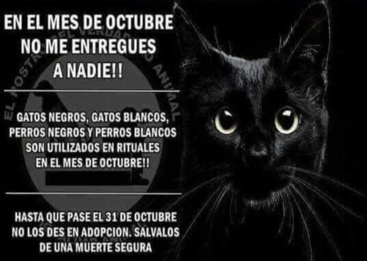 ahora que empieza octubre me parece importantísimo compartir esto, no den en adopción gatitos/ perritos este mes a cualquiera, y menos si son color negro o blanco, la gente miserable que no sabe solucionar su vida suele hacer atrocidades🙏🏻