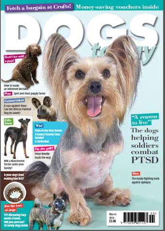 Mr_Pelucchi's tweet photo. A #ThrowbackThursday to me beings on the front cover of Dogs Today Magazine, in the buffs for all to sees!
#MrPels #BarkshireFirefighter #TopModel #DogsToday #TBT https://t.co/65JsAHcD1t