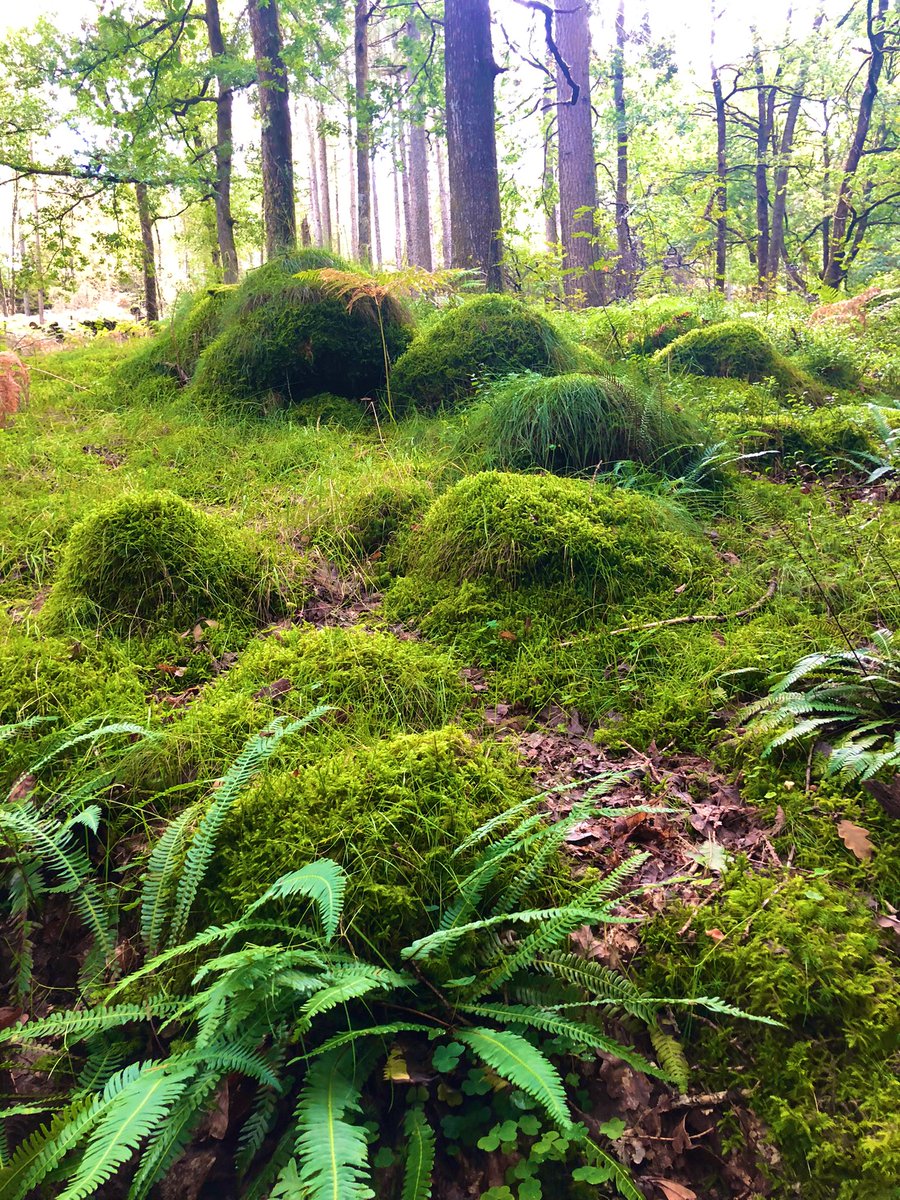 benjwilliams_'s tweet photo. Last week in writing R&amp;D I went walking in Borrowdale in the Lake District (first time!) and found an actual fantasy woodland. https://t.co/7cuAfy54L8