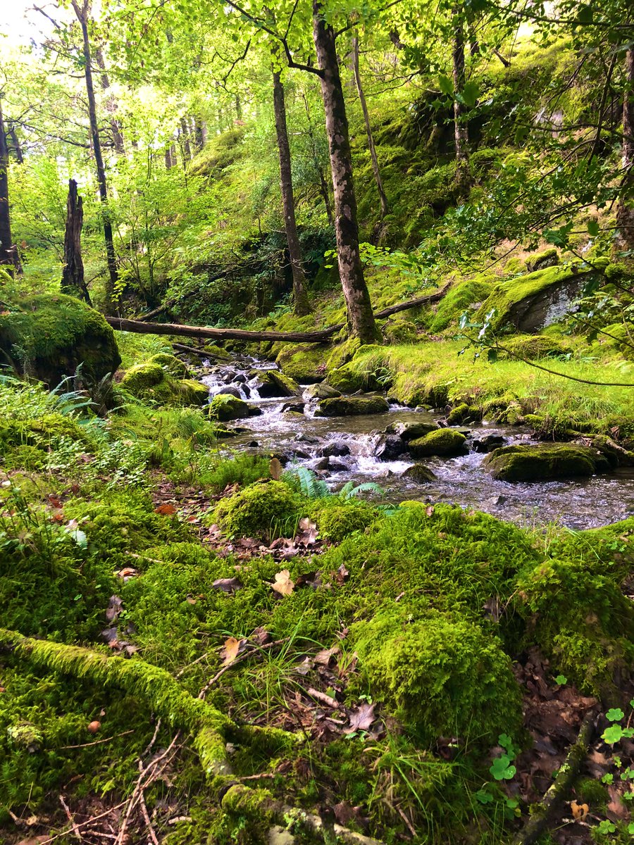 benjwilliams_'s tweet photo. Last week in writing R&amp;D I went walking in Borrowdale in the Lake District (first time!) and found an actual fantasy woodland. https://t.co/7cuAfy54L8