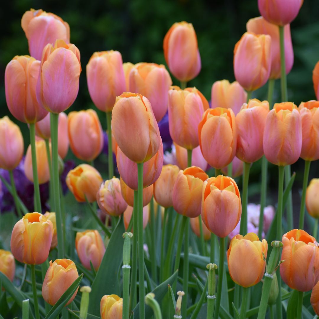 Turn up the color in your spring garden with this stunning late-season tulip. Dordogne's shapely, extra-large flowers have mango-colored petals with a pink blush. Beautiful planted near flowering fruit trees or combined with purple or burgundy tulips.
