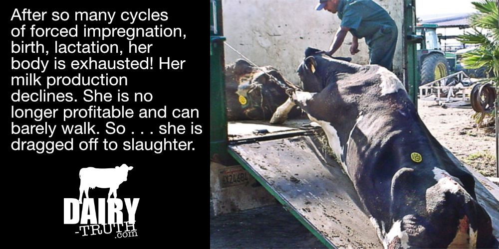 Dairy-Truth tweet media