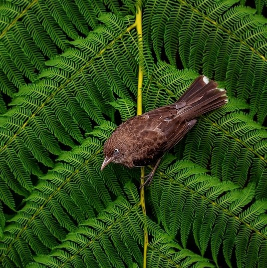 BirdsCaribbean's tweet photo. Jadyn Scott was awarded 2nd Place 🥈 in the Endemics category of our ✨#BCPhotoContest✨—congrats! In the photo the Pearly-eyed Thrasher shows off its skill in perching at a precarious angle on viridescent foliage.😎
For more infoℹ️ https://t.co/knjgdkam05
@AmOrnith @DRNAGPR https://t.co/nE8znn3Tyw