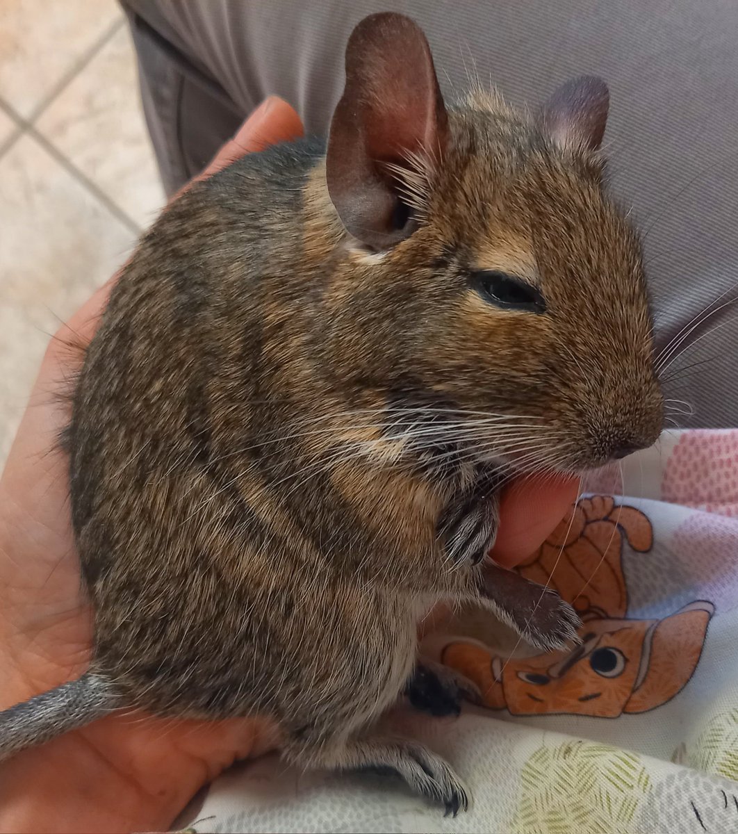 Docteur Natacha 🌸 on Twitter: