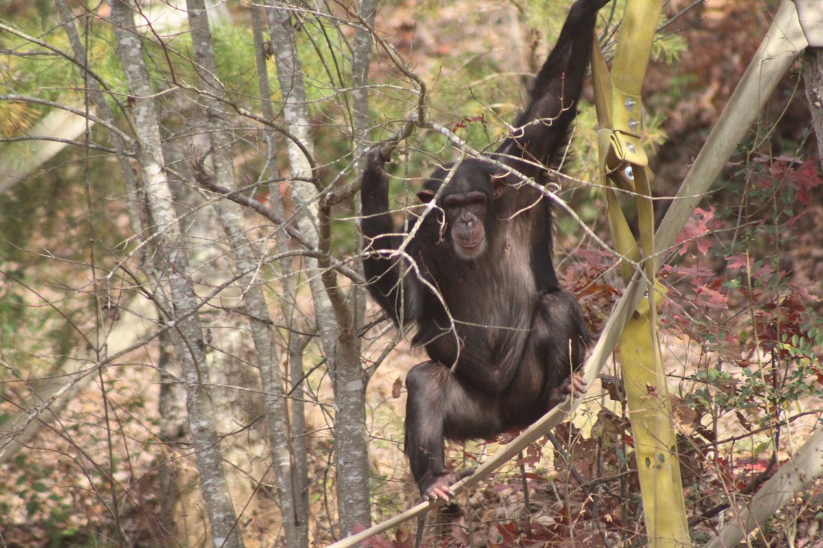 projectchimps's tweet photo. Happy 14th Birthday #LorettaChimp! Loretta is one of our โlittlesโ in the Harmony villa. Sheโs a playful and sassy girl, who can often be found with her best friends #SarahChimp & #AmyChimp. She continues to learn how to navigate and find her spot amongst the big girls and boys. https://t.co/Kbhg0mCYax