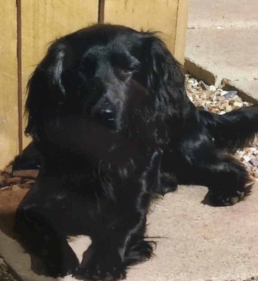 rosieDoc2's tweet photo. #SpanielHour
MANNY WENT MISSING FROM #Farmland 15/4/18
#Meshaw / #EastWorlington / ##Chulmleigh / NORTH #Devon #EX17
Male #Spaniel x ALL BLACK
CHIPPED
https://t.co/c7f3oM9ERr
@thomp918 @JacquiSaid @02Luna777 @thedogfinder @bs2510 @BitofDecorum @reggiemollieros @4ourdogs https://t.co/tEnksTfwMn