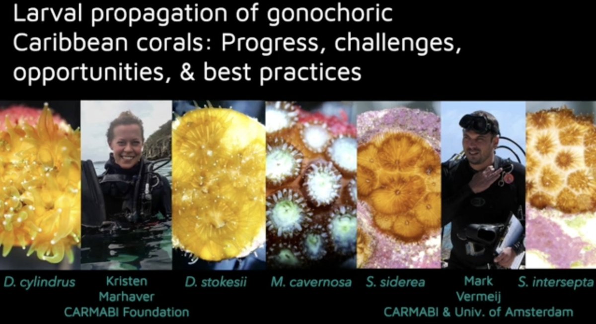 Coral crew! My #ReefFutures talk is Thurs 10:45 but 💛SERIOUSLY DON'T GO TO MY TALK💛They've now put 3 days of talks on Thurs, go to ANY of the other 9 talks, send me a DM, I'll send you a link to my talk. I already cancelled and sent a video instead b/c it's an unmasked event!😩