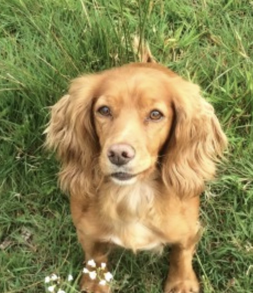 rosieDoc2's tweet photo. #SpanielHour
DASHER WAS ON HER #Farmland and went #Spanieling as #Spaniels do - nothing unusual there BUT THAT DAY SHE NEVER RETURNED
2/6/20 #NorthTawton #Bondleigh area #EX20
Female/adult golden/ginger #CockerSpaniel
CHIPPED
https://t.co/7PBhQXf1DK https://t.co/AsEr03WO6v
