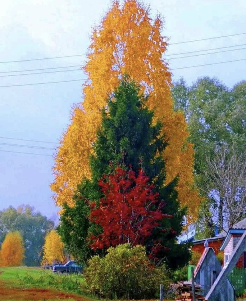 Cool contrasts in fall colors!