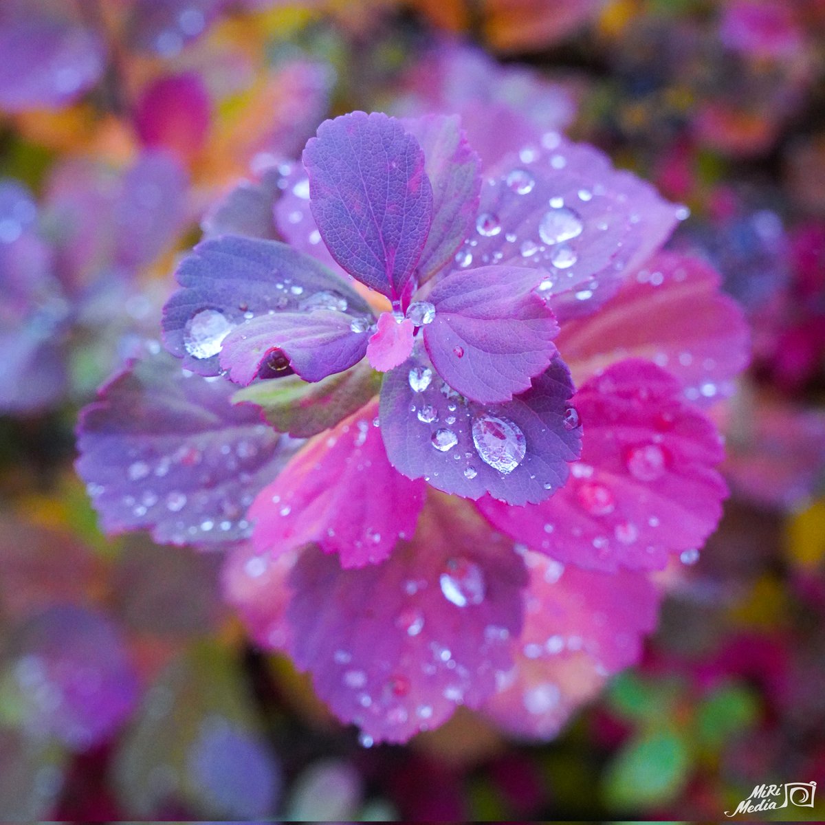 Syksyn väriloistoa 🌸
- - -
Autumn colors

#mirimedia #syksy #autumn #syysvärejä #väriloistoa #koivuangervo #visitkuopio #kuopio #finland #suomi #finnishmoments #finland_photolovers #suomalainenluonto #discoveringfinland #ourfinland #ilovekuopio #discoverfinland #thisisfinland