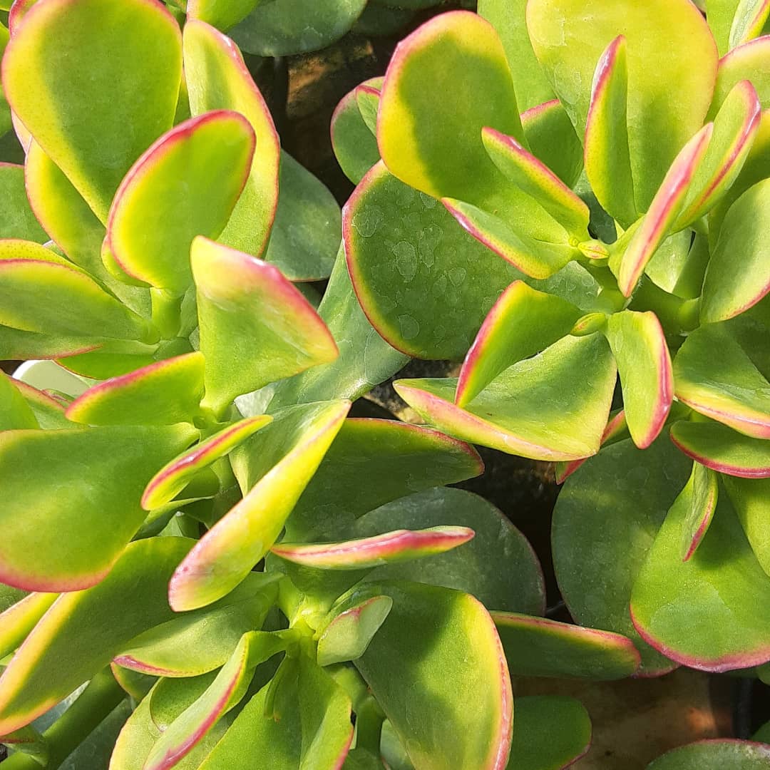 ArthurGreenhous's tweet photo. Time to decorate inside your house!
We have houseplants on sale for $5, $10 and $20
#houseplants 
#Decorative 
#indoor 
#arthurgreenhouses https://t.co/fhTqTOBmbQ