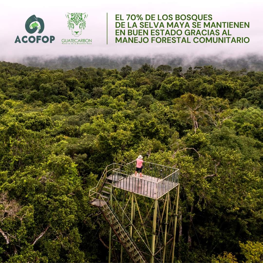 El Modelo Forestal Comunitario de Petén es reconocido internacionalmente por promover la conservación del bosque y la biodiversidad, al tiempo que fortalece el desarrollo socioeconómico local. #SomosBosquesParaSiempre @CONAPgt @alianzabosques