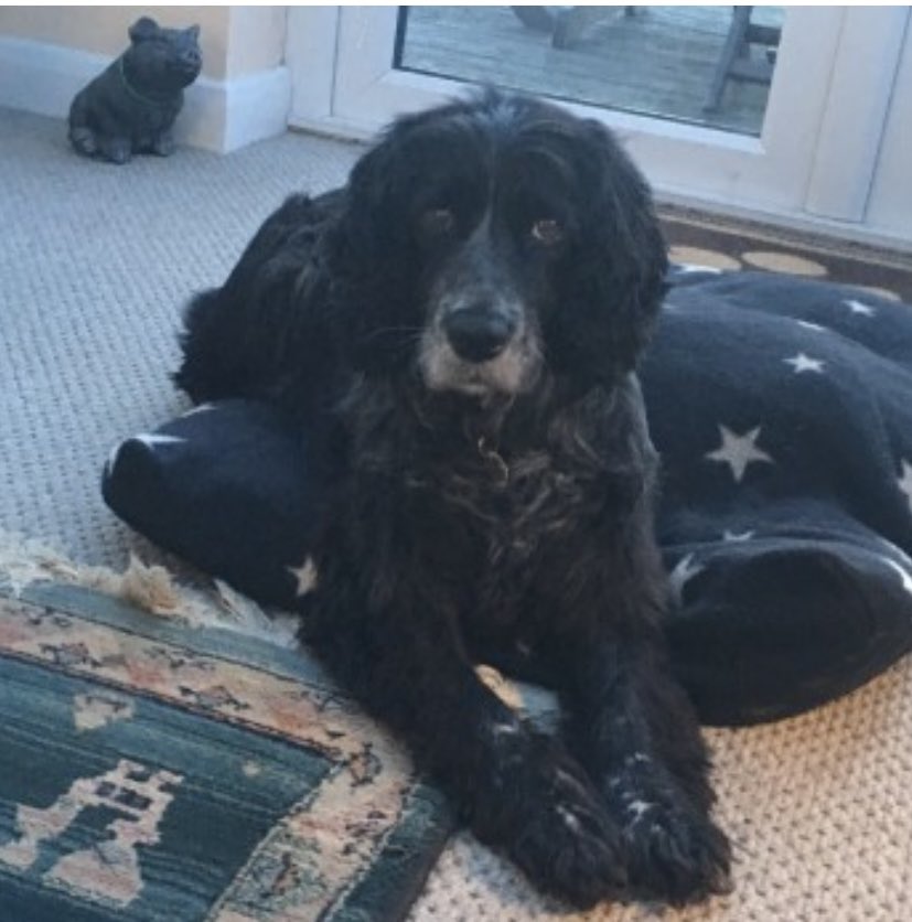 rosieDoc2's tweet photo. #SpanielHour 
MOLLY WAS NEW TO THE AREA WHEN SHE WENT MISSING 31/3/18 
#MiltonDameral #EX22 

Female black #SprockerSpaniel 
RAN OFF FOLLOWING A SCENT 
where’d she go🤔
TAGGED/CHIPPED/SPAYED 

https://t.co/eU3RGLE9WI

@thomp918 @JacquiSaid @RachaelB100 @rejannealb @bs2510 https://t.co/du4qTZGHo3