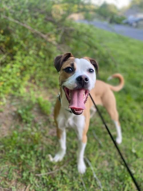 Small but mighty Milly! Check out this cutie: needypaws.org/animals/detail…
Milly 1 year 30lbs Boxer mix
 #needypawsstl #adoptdontshop #rescuedismyfavoritebreed