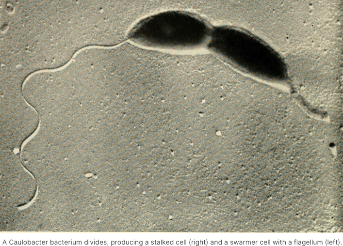 New UMBC-led research in Frontiers in Microbiology suggests that viruses are using info from their environment to 'decide' when to sit tight inside their hosts and when to multiply and burst out killing the host cell #umbc #biology #bacteria #virus #phage #microbiology #science