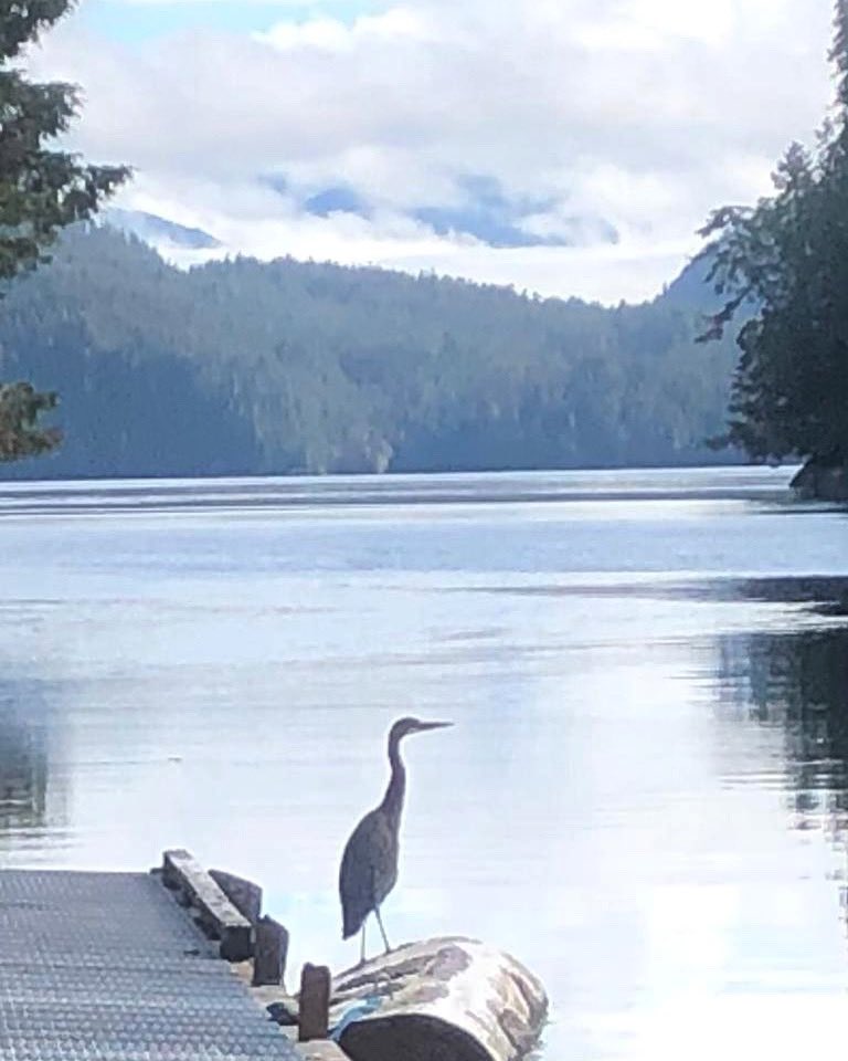 FinnBayLodge's tweet photo. A surprise is coming for our 2023 season. Stay tuned! 👀

#RiversInlet #BritishColumbia #SportFishing #Salmon #Halibut #Lodge #FishingLodge #Canada #Fishing https://t.co/xPxk20jtGW