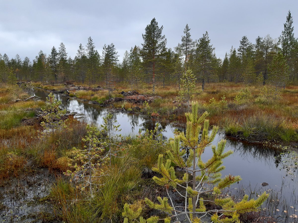 AmRytkonen's tweet photo. Ojasta Allikkoon -loppuseminaarissa tutustuttiin soiden #vedenpalautus suunnitteluun ja toteutukseen. Paikkatietoaineistojen monipuoliset käyttömahdollisuudet vakuuttivat, maanomistajien mukaan saaminen mietityttää. Kuvat Pudasjärven Kuusisuolta. https://t.co/PbG4YZIhjD