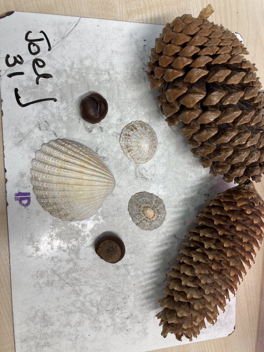 MorriceL's tweet photo. P4FM ⁦@hazleheadschool⁩ used natural materials to create a picture then calculate its value. Each shell, cone and acorn was worth a different amount 🐚  #opportunity #numeracy #MathsWeekScotland https://t.co/avXNuERQFO