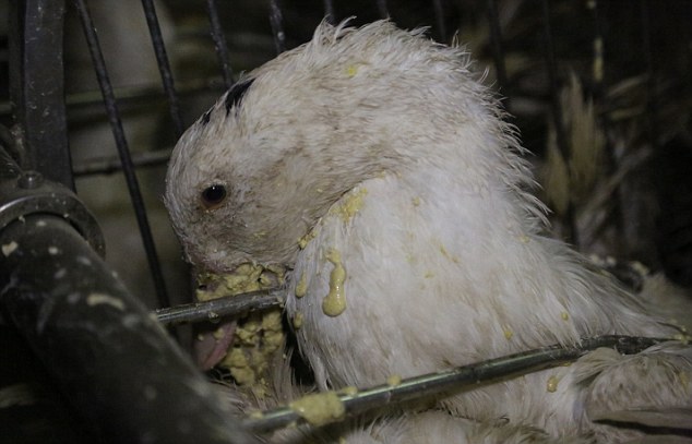 Occupy UN 4 Animals tweet media