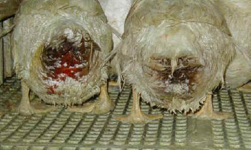 Occupy UN 4 Animals tweet media