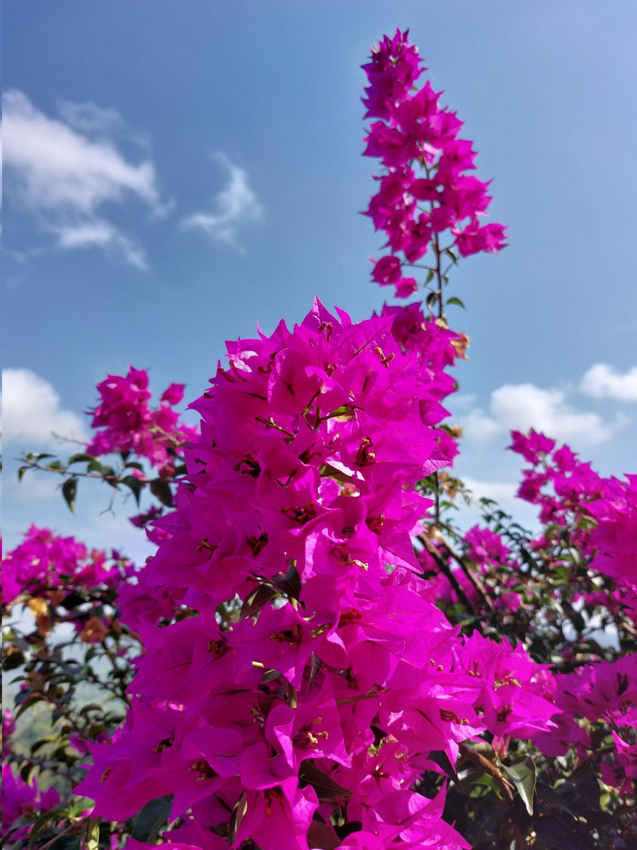 everyshineever's tweet image. Flower 
#samsunga52s