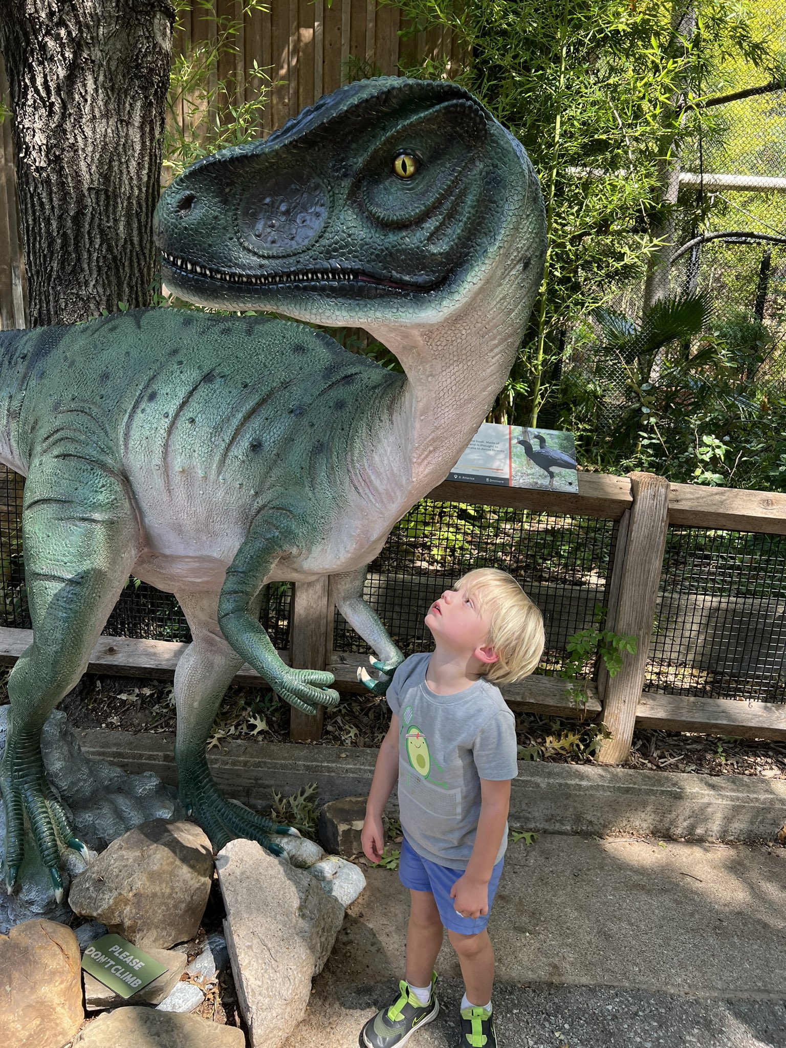 Dinosafari Twitter Search Twitter