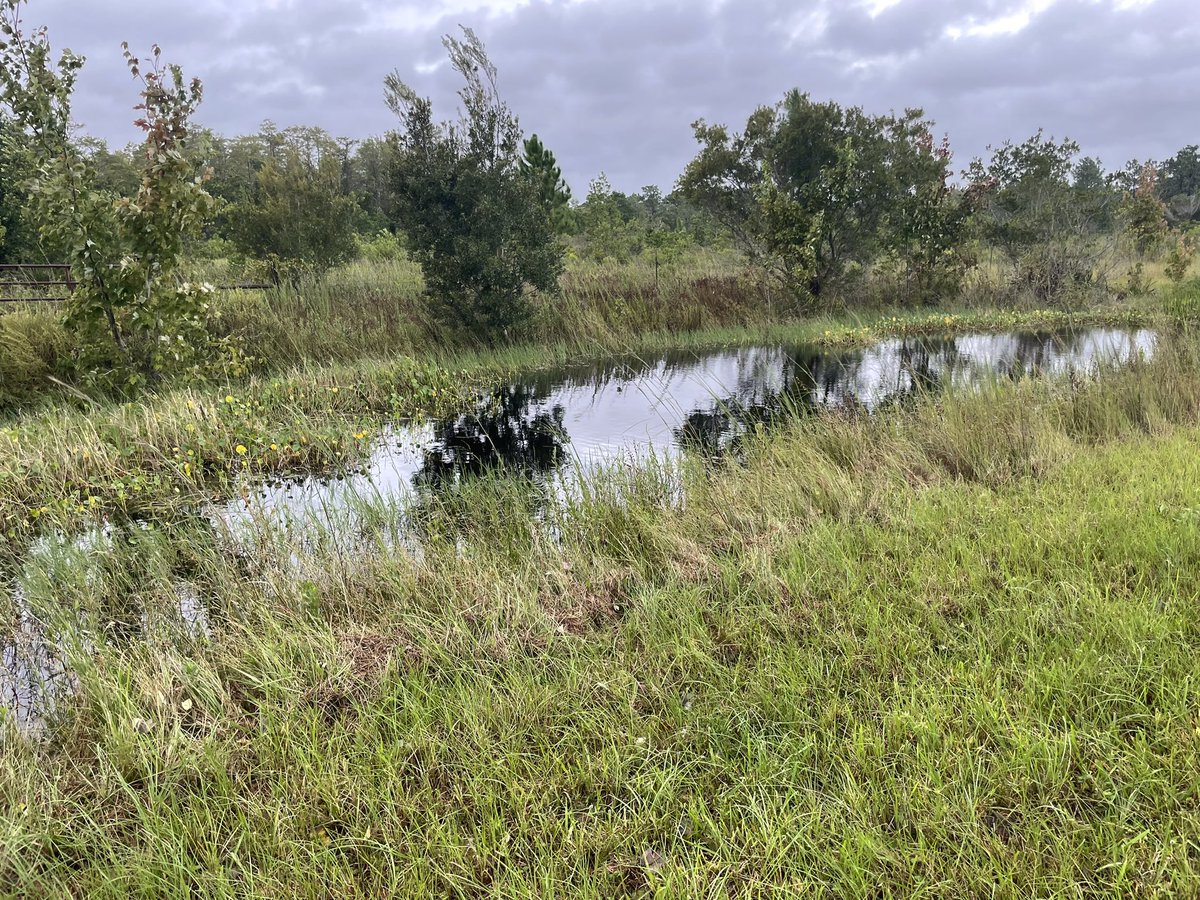 KU5E's tweet image. #snapthestorm @FOX35LuAnne @fox35orlando @fox35stormteam @fox35orlando 
Just another rainy soggy windy day in Bull Creek. I don’t think our pond has ever been this full. Bet it will be worse tomorrow.