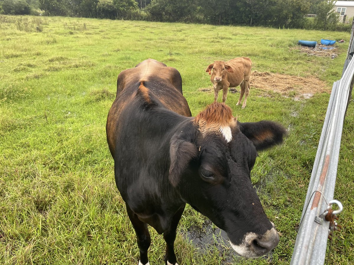 KU5E's tweet image. #snapthestorm @FOX35LuAnne @fox35orlando @fox35stormteam @fox35orlando 
Just another rainy soggy windy day in Bull Creek. I don’t think our pond has ever been this full. Bet it will be worse tomorrow.