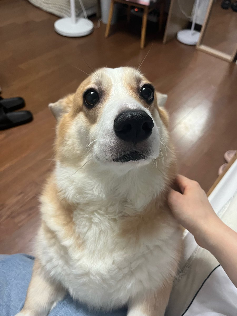 고구마를 원하는 햄군이