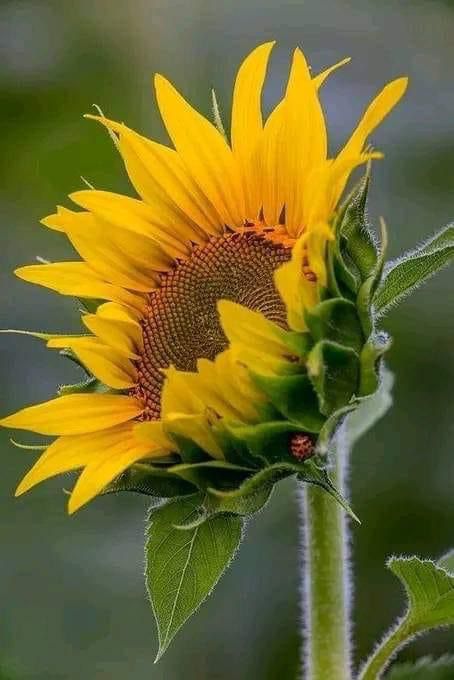 🌻🌻🌻🌻🌻🌻🌻🌻
🌻🌻🌻🌻🌻🌻🌻🌻
#🌻🌻🌻🌻🌻🌻🌻🌻 
#🌻🌻🌻🌻🌻🌻🌻🌻