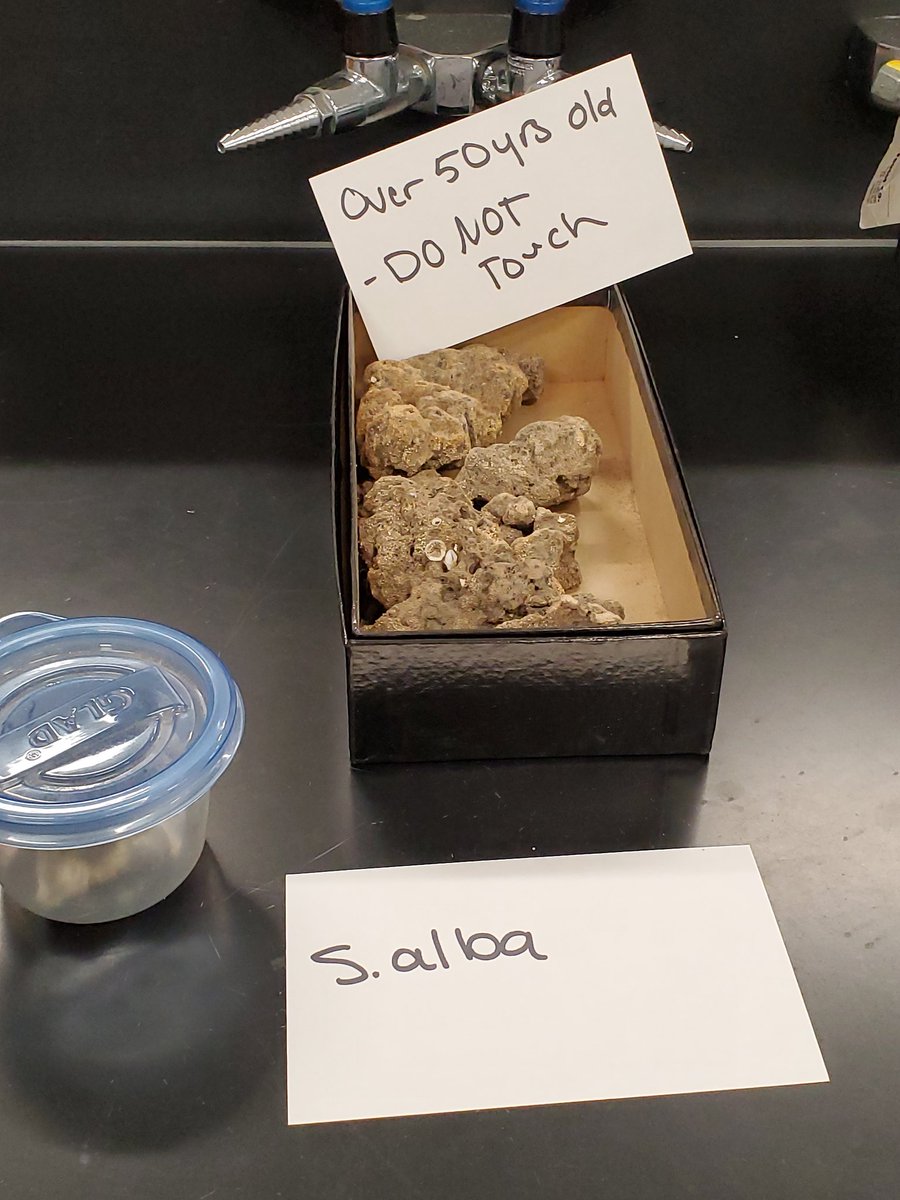 laspongehunters's tweet photo. The Louisiana Freshwater Sponge Lab gave a tour to 15 Baton Rouge Community College Students today. They interacted with student researchers, looked at spicules, and learned about Louisiana Freshwater Sponges!
#spongeresearch
#spongehunters
https://t.co/OSjOEdLG8L https://t.co/zYConHYmm1