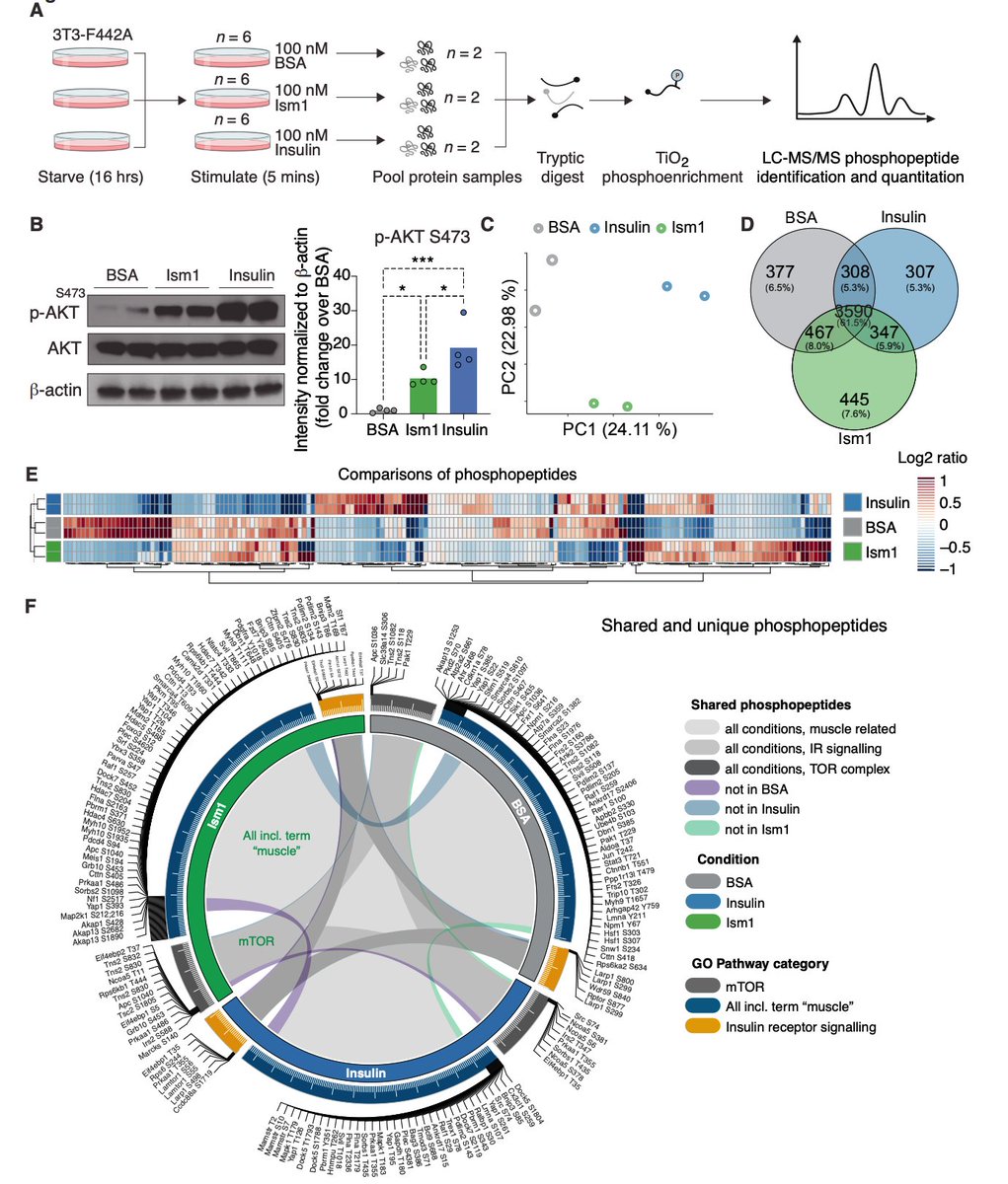 SvenssonLab (@svenssonlab) on Twitter photo Congrats to Gemma, Niels and collaborators <a href="/VanRechemLab/">Van Rechem Lab</a> and Jim White lab on the recent eLife paper mapping Isthmin's signaling profile by phosphoproteomics doi.org/10.7554/eLife.…
<a href="/Gemma_MZ/">Meng (Gemma) Zhao</a> <a href="/nbds_bio/">Niels Banhos Danneskiold-Samsøe</a> <a href="/Laeti67202/">Laetitia Voilquin-Coassolo</a> <a href="/OwenJ457/">Zewen (Owen) Jiang, PhD</a> <a href="/BielczykEwa/">Ewa Bielczyk-Maczyńska</a> <a href="/StanfordPath/">Stanford Pathology</a> <a href="/StanfordDRC/">Stanford Diabetes Research</a> Congrats to Gemma, Niels and collaborators <a href="/VanRechemLab/">Van Rechem Lab</a> and Jim White lab on the recent eLife paper mapping Isthmin's signaling profile by phosphoproteomics doi.org/10.7554/eLife.…
<a href="/Gemma_MZ/">Meng (Gemma) Zhao</a> <a href="/nbds_bio/">Niels Banhos Danneskiold-Samsøe</a> <a href="/Laeti67202/">Laetitia Voilquin-Coassolo</a> <a href="/OwenJ457/">Zewen (Owen) Jiang, PhD</a> <a href="/BielczykEwa/">Ewa Bielczyk-Maczyńska</a> <a href="/StanfordPath/">Stanford Pathology</a> <a href="/StanfordDRC/">Stanford Diabetes Research</a>