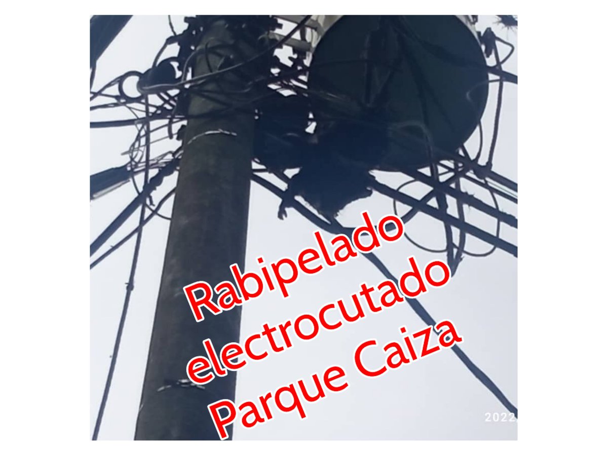 ParqueCaiza's tweet photo. 28Sept | ATENCIÓN @CorpoelecInfo @NestorLReverol   envíar cuadrilla RABIPELADO ELECTROCUTADO Y CAIDA DE TABACO ELÉCTRICO Calle el Prado #ParqueCaiza Parte baja de Parque Caiza
@NicolasMaduro
@Reportes24H
@ReporteYa 2:00pm https://t.co/fzPzYORApN
