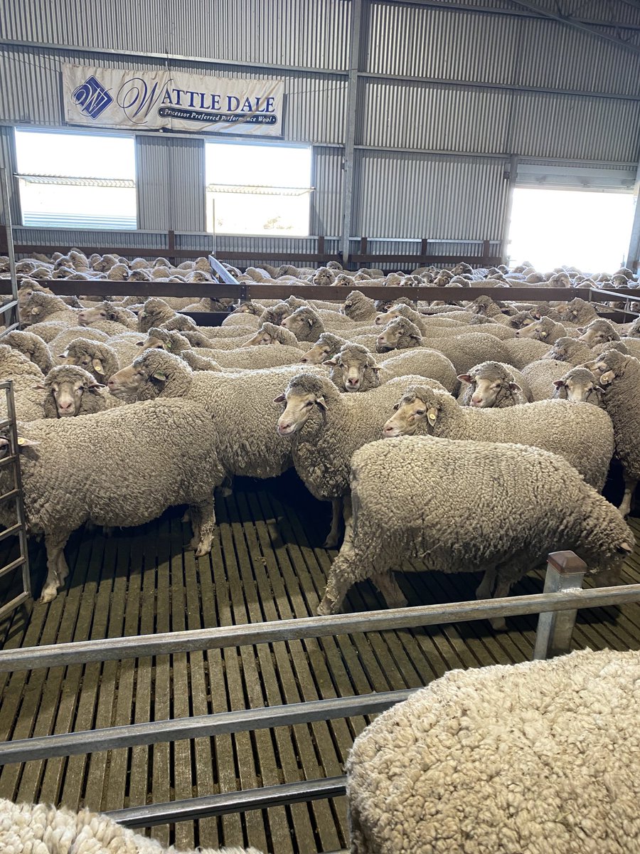 Taking the bottoms off stud ewes on asbvs