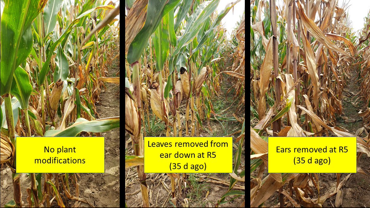 cropdoc2's tweet photo. #SourceSink DYK that a v.high source:sink ratio (e.g., ear removal as in R photo) can also hasten #corn leaf senescence?  This too can explain top dieback and loss of stay green (i.e, weak sink or ear). *Not new info* but the opposite is more known (low ratio cannibalizes canopy) https://t.co/G8RHtPczbg