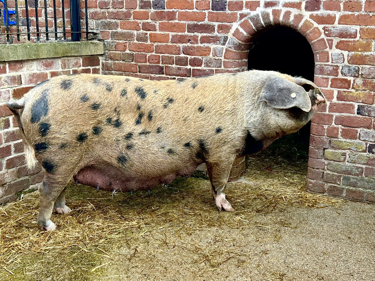 Piglets pending 💞🥰

#Pig #OxfordSandyAndBlack #RareBreed #FarmPark