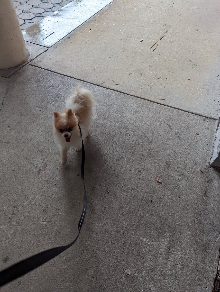 DogsRAngels1's tweet image. Pals, you will not believe what my Mom is doing!  They are sheltering at her work, and her job is to do doggy daycare.  No fair!  She's MY Mom.  #DogsOnTwitter  #HuracanIan