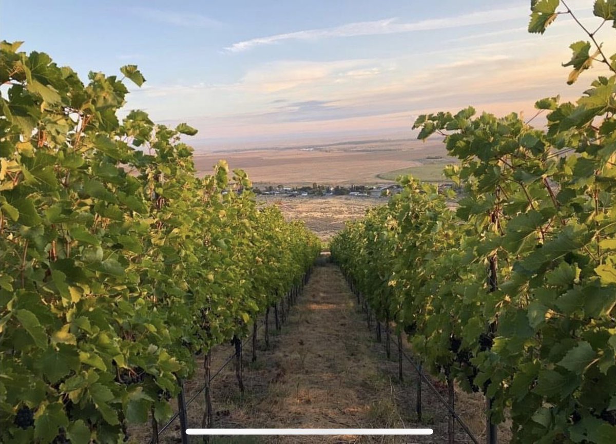 The Cottage tweet media