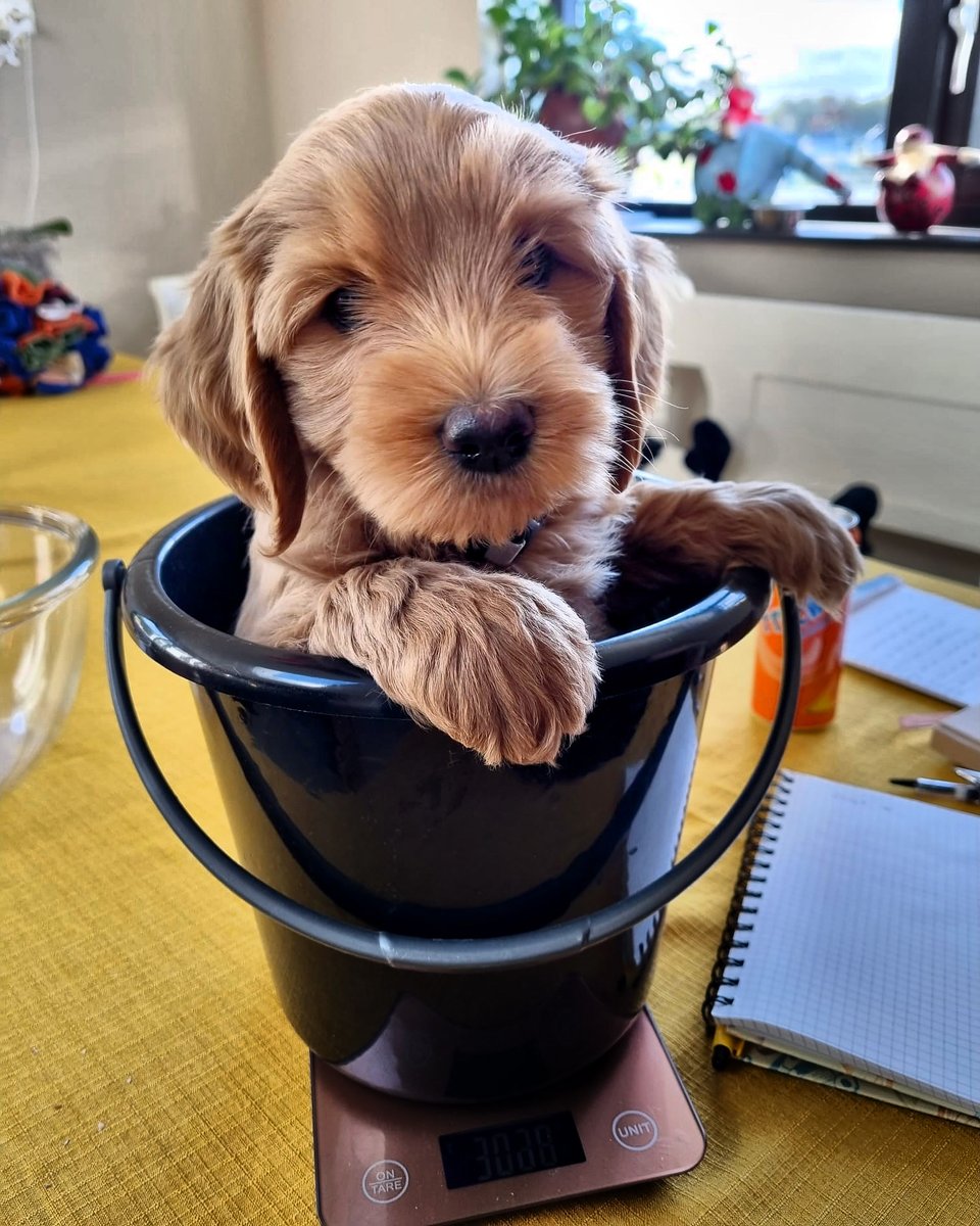 Meet my newest co-paw-thor and TT companion, Bahru! Together, we'll hopefully publish in the leash-ing journals in my field...for the linguaphiles, #Bahru means 'new' in Malay and alludes to my favorite neighborhood in the world, Tiong Bahru🥰 #research #academictwitter