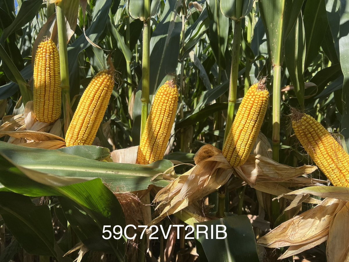 Still haven’t found a bad field yet with <a href="/LGSeeds/">LG Seeds</a> 59C72VT2RIB. Hard now to love the hybrid consistency. This field is near Sycamore IL. And the SmartStax version is even better