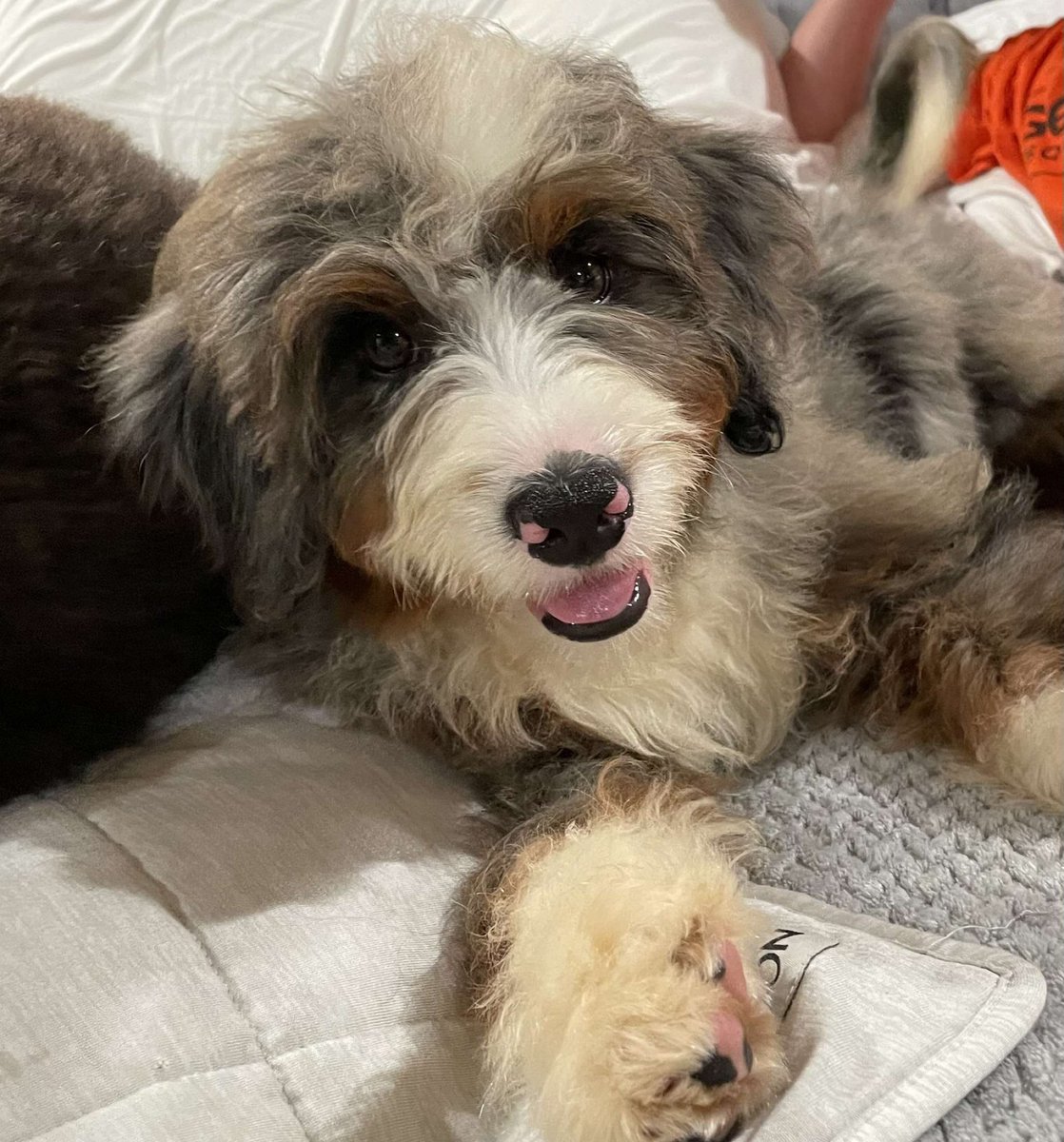 baileybrown_23's tweet photo. Stan loves his new bff Stella https://t.co/u0PBw6eM1i