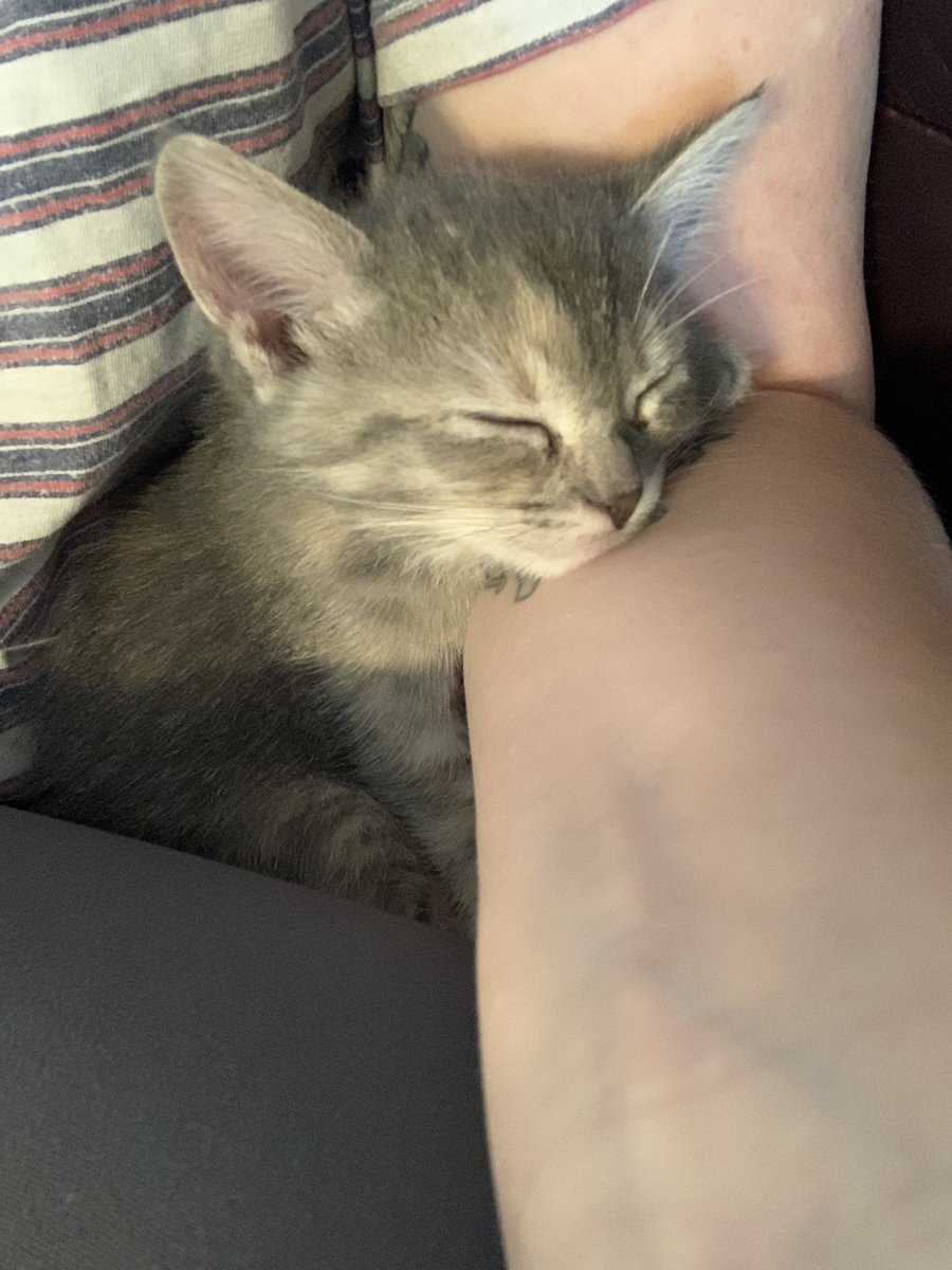 _smd2's tweet photo. it is incredible how much rest chaos incarnate needs throughout the day i do not remember milo being this much of a gremlin https://t.co/LCWsQpbFcv