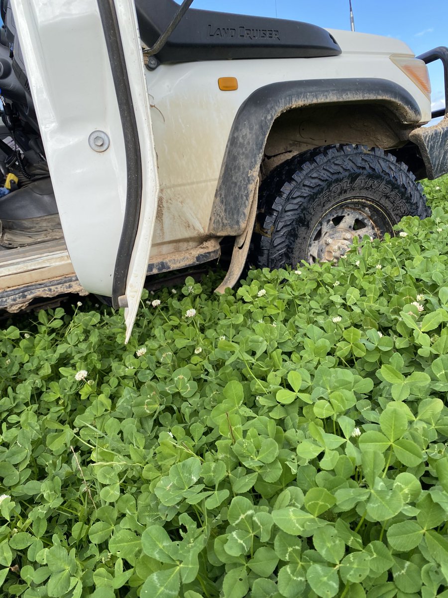 Amazing what grows on a gravel pit rehabed when it rains