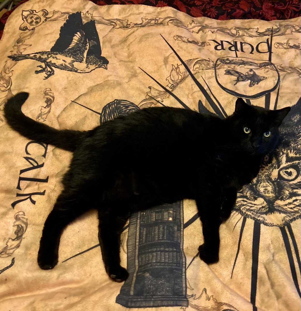 FELINEORACLE1's tweet photo. Sprawled on top of the High Place, Perspective and back on The Gordian Yarn, Oblique Problem Solving.
“Use your unique vantage point to gain your objective. It’s a feature not a bug. ”
The Oracle has spoken #moochtheoracle #yourfamiliarisspeaking #catsoftwitter #Witchesoftwitter https://t.co/0BNWJejNo1