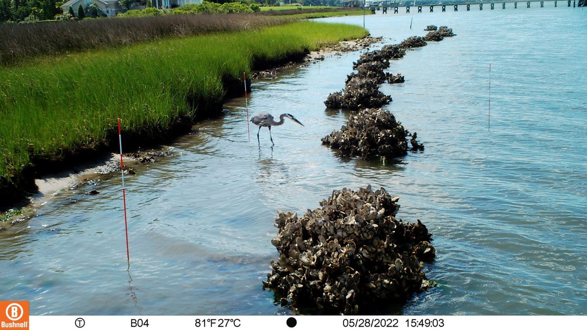 Ph. D. student works with 400,000 photos every two weeks to monitor the success of living shorelines around Hampton Roads! Read more in last week's Nature Notes -
lynnhavenrivernow.org/naturenotes/ph…